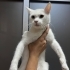 Duyma engelli, yuva arıyor fotoğraf