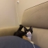 İZMİR ALIN KOYNUNUZDA UYUTUN. ÜCRETSİZ SAHİPLENDİRME fotoğraf