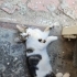ACİL YUVA ARIYORUZ fotoğraf