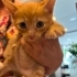 Sevgiyle Büyüyen 1,5 Aylık Yavru Kedilerimize Ömürlük Yuvalar Arıyoruz 🐾 fotoğraf