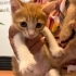Sevgiyle Büyüyen 1,5 Aylık Yavru Kedilerimize Ömürlük Yuvalar Arıyoruz 🐾 fotoğraf