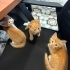 Sevgiyle Büyüyen 1,5 Aylık Yavru Kedilerimize Ömürlük Yuvalar Arıyoruz 🐾 fotoğraf