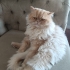 Son derece akıllı ve dost canlısı fotoğraf