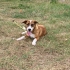 Jack Russel/ dişi/ kısır/müthiş oyuncu/ ömürlük yuva fotoğraf