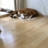 Jack Russel/ dişi/ kısır/müthiş oyuncu/ ömürlük yuva fotoğraf