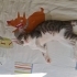 uysal, sevecen, kucak delisi bir kedi fotoğraf