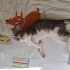 uysal, sevecen, kucak delisi bir kedi fotoğraf