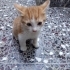 Çokk oyuncu çok akıllı fotoğraf