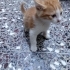Çokk oyuncu çok akıllı fotoğraf