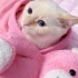 British Shorthair Lucky ömürlük yuva arıyor fotoğraf