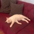 British Shorthair Lucky ömürlük yuva arıyor fotoğraf