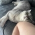 Scottish fold kısırlaştırılmış ücretsiz sahiplendirilecektir fotoğraf