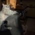 Scottish fold kısırlaştırılmış ücretsiz sahiplendirilecektir fotoğraf