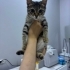 Milo iç dış parazitleri karma aşısı yapıldı fotoğraf
