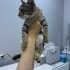 Milo iç dış parazitleri karma aşısı yapıldı fotoğraf