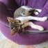 2 aylık yavru kedi tel:0545 806 76 49 fotoğraf