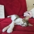 2 aylık yavru kedi tel:0545 806 76 49 fotoğraf