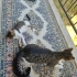 2 aylık yavru kedi tel:0545 806 76 49 fotoğraf