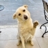 PLAJA TERK EDİLMİŞ LABRADOR-GOLDEN MIX SEVGİ DOLU ROMEO’YU BARINAK ALMAYA GELMİŞ fotoğraf