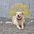 PLAJA TERK EDİLMİŞ LABRADOR-GOLDEN MIX SEVGİ DOLU ROMEO’YU BARINAK ALMAYA GELMİŞ fotoğraf