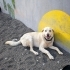 PLAJA TERK EDİLMİŞ LABRADOR-GOLDEN MIX SEVGİ DOLU ROMEO’YU BARINAK ALMAYA GELMİŞ fotoğraf