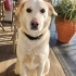 PLAJA TERK EDİLMİŞ LABRADOR-GOLDEN MIX SEVGİ DOLU ROMEO’YU BARINAK ALMAYA GELMİŞ fotoğraf