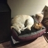 PLAJA TERK EDİLMİŞ LABRADOR-GOLDEN MIX SEVGİ DOLU ROMEO’YU BARINAK ALMAYA GELMİŞ fotoğraf