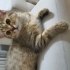Sevimli oyun oynamayı çok seven minik fotoğraf