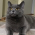 Yuva aranıyor British Shorthair fotoğraf