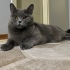 Yuva aranıyor British Shorthair fotoğraf
