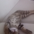 Dışarda yaşayamaz.Acil yuva fotoğraf