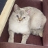 Oyuncu British Blue Point (Ücretsiz Sahiplendirme) fotoğraf