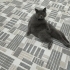 Adı Gibi Yumoş Yumoş Bir Kedi fotoğraf