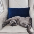 Adı Gibi Yumoş Yumoş Bir Kedi fotoğraf