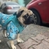 Oreoya ömürlük yuva arıyoruz fotoğraf