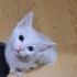 2 AYLIK DİŞİ VE ERKEK YAŞAM KAYNAKLARI fotoğraf