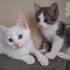 2 AYLIK DİŞİ VE ERKEK YAŞAM KAYNAKLARI fotoğraf