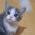 2 AYLIK DİŞİ VE ERKEK YAŞAM KAYNAKLARI fotoğraf