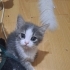 2 AYLIK DİŞİ VE ERKEK YAŞAM KAYNAKLARI fotoğraf
