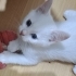 2 AYLIK DİŞİ VE ERKEK YAŞAM KAYNAKLARI fotoğraf