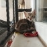 Çok tatlı oyuncu sakin bi kedi 🐱🐈 fotoğraf