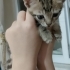 Çok tatlı oyuncu sakin bi kedi 🐱🐈 fotoğraf