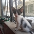 Bebek oyuncu ve uysal kedi 🐱🐈 fotoğraf
