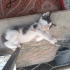Bebek oyuncu ve uysal kedi 🐱🐈 fotoğraf