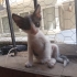 Bebek oyuncu ve uysal kedi 🐱🐈 fotoğraf