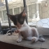 Bebek oyuncu ve uysal kedi 🐱🐈 fotoğraf