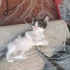 Bebek oyuncu ve uysal kedi 🐱🐈 fotoğraf