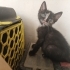 Güzel mi güzel çok tatlı bi 🐱🐈 fotoğraf