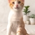 YUMOŞ GÖBÜŞLÜ ÇOCUK fotoğraf