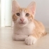 YUMOŞ GÖBÜŞLÜ ÇOCUK fotoğraf